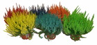 Bruyere calluna teintée divers coloris p13cm