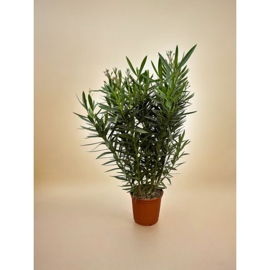 Laurier-rose (nerium oleander) 'nerium oleander'
