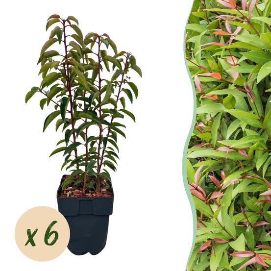 Lot de 6 - plantes de haie - prunus lusitanica angustifolia - h50 cm