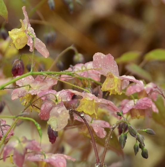 Fleur des elfes 'cupreum' godet de 8/9 cm
