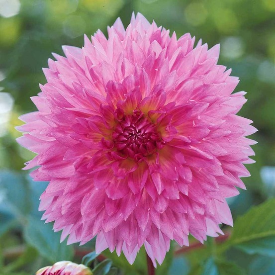 3 dahlias décoratifs sakura fubuki roses - le sachet de 3 bulbes / calibre i, vendu par lot de 4