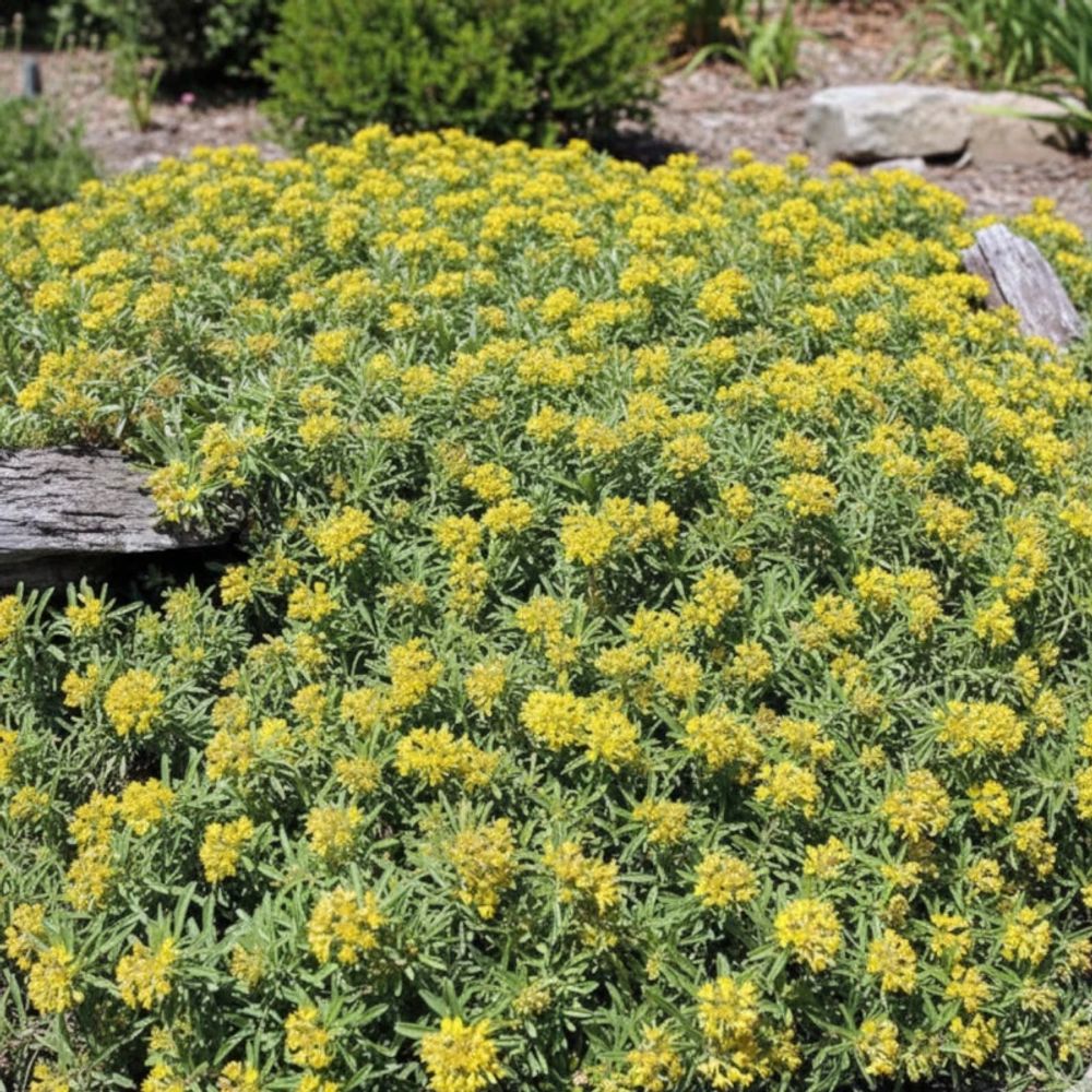 Orpin kamtschaticum var. Middendorffianum, sedum lot de 9 godets