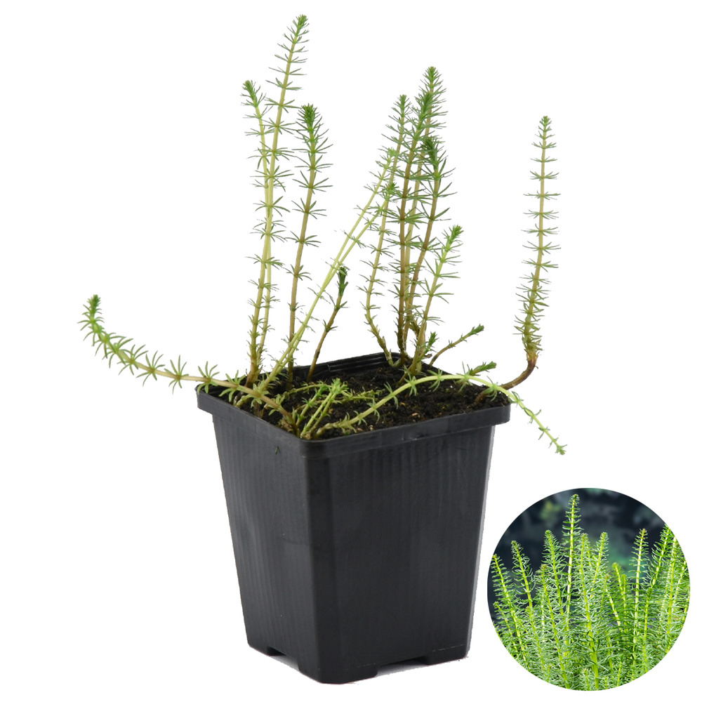 Hippuris vulgaris - hippuride - plantes de bassin - hauteur 10-20 cm - pot 11 cm
