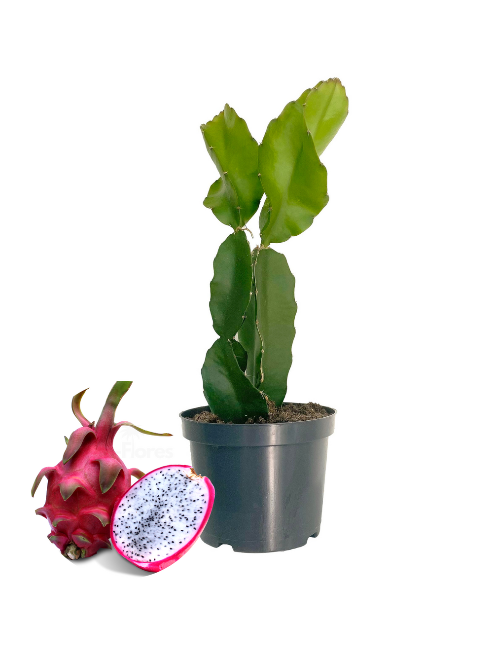 Pitaya hylocereus undatus (ou fruit du dragon) - 45/65 cm