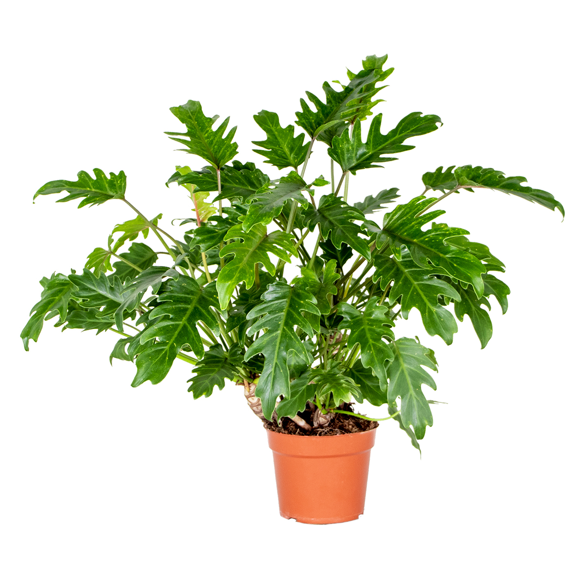 Philodendron xanadu - plante d'intérieur - purificatrice d'air - ⌀17 cm - ↕30-40 cm