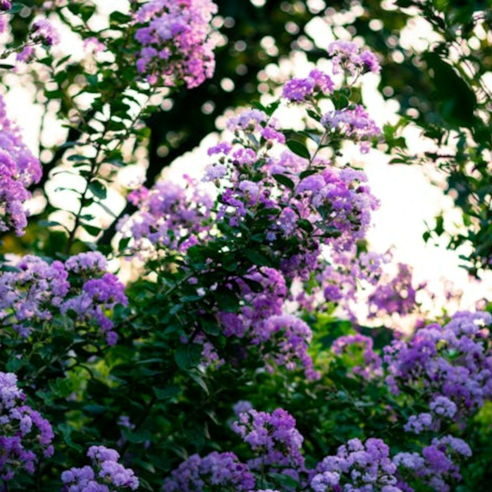 Lilas des indes rhapsody in blue, lagerstroemia pot de 7,5 litres - 1/4 tige