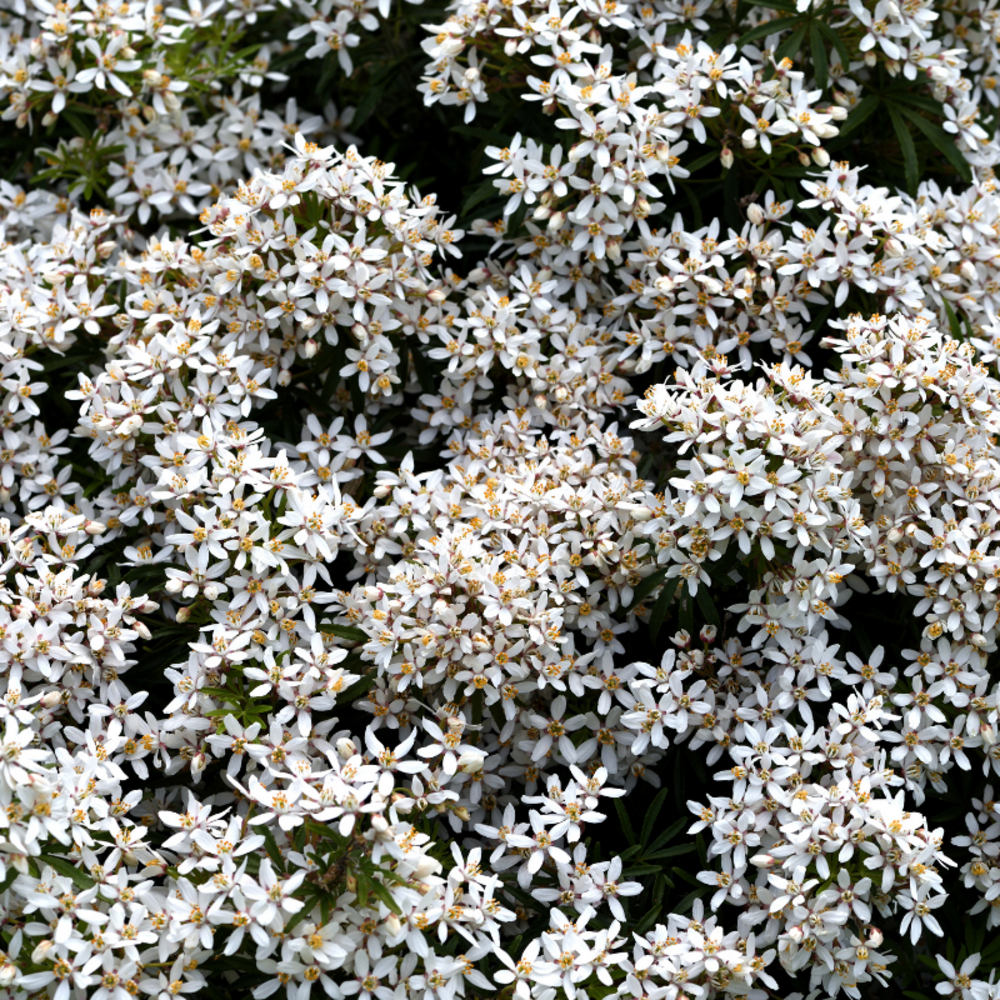 Oranger du mexique - choisya ternata white dazzler 30cm