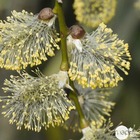 Salix caprea ' pendula ' :  tige  ctr 7,5 litres