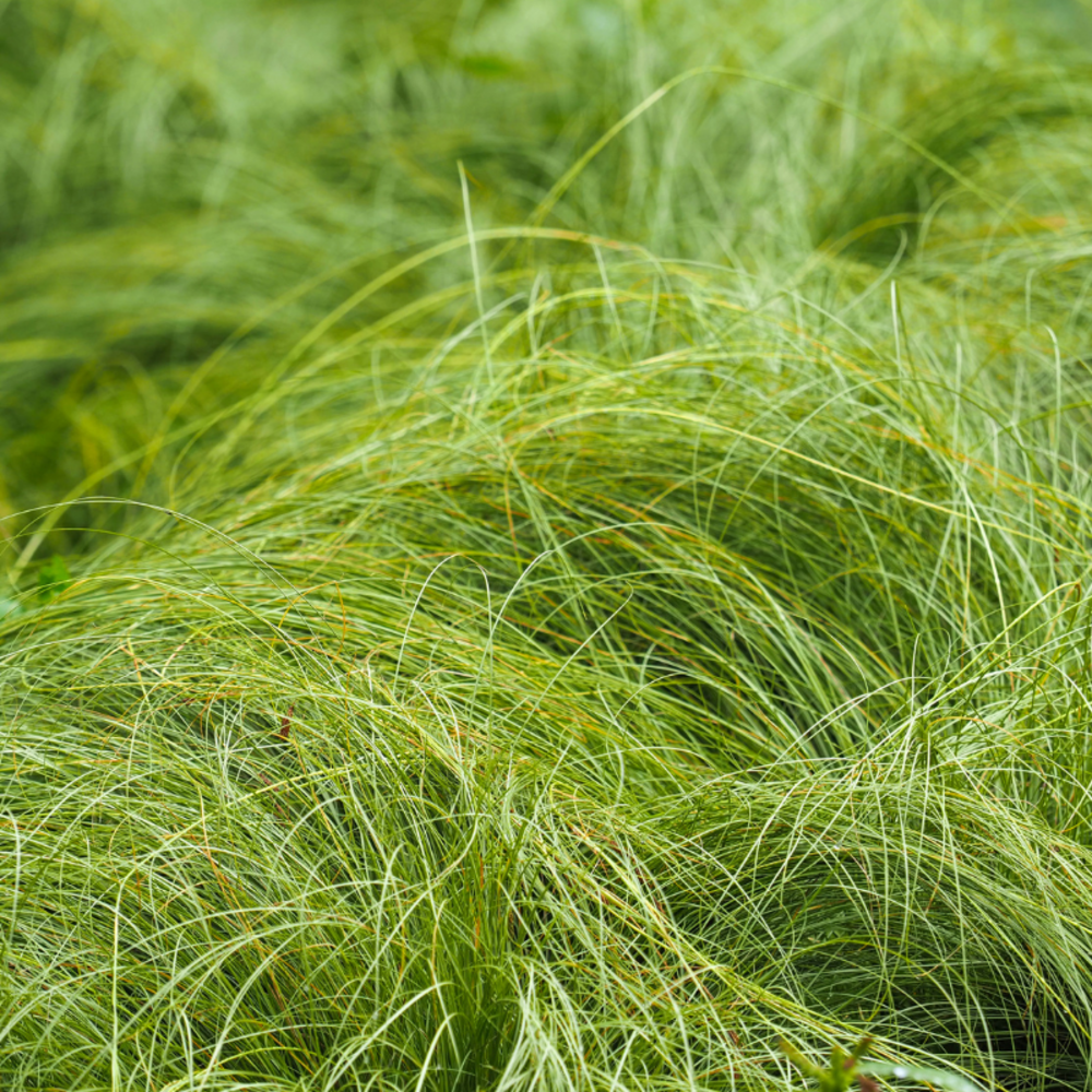 Laîche comans frosted curls - carex comans frosted curls 20/30 cm pot 3l