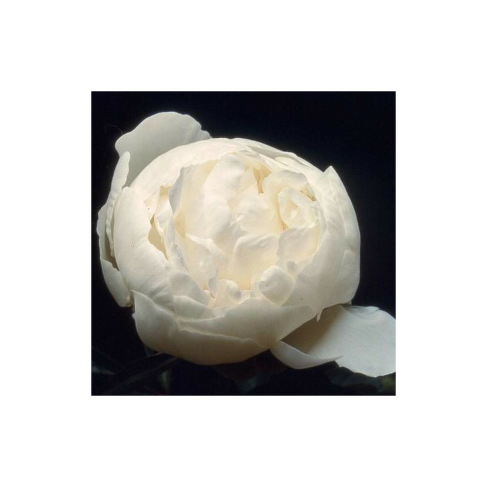 Pivoine herbacée mme claude tain pot de 2l - 10/20 cm