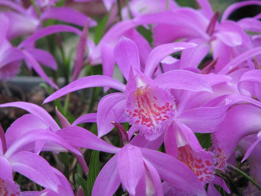 Pléione tongariro pot de 1 litre - 0/40 cm
