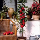 Mini pommier red spur delicious, le pot / 1.5l / hauteur livrée 50-60cm