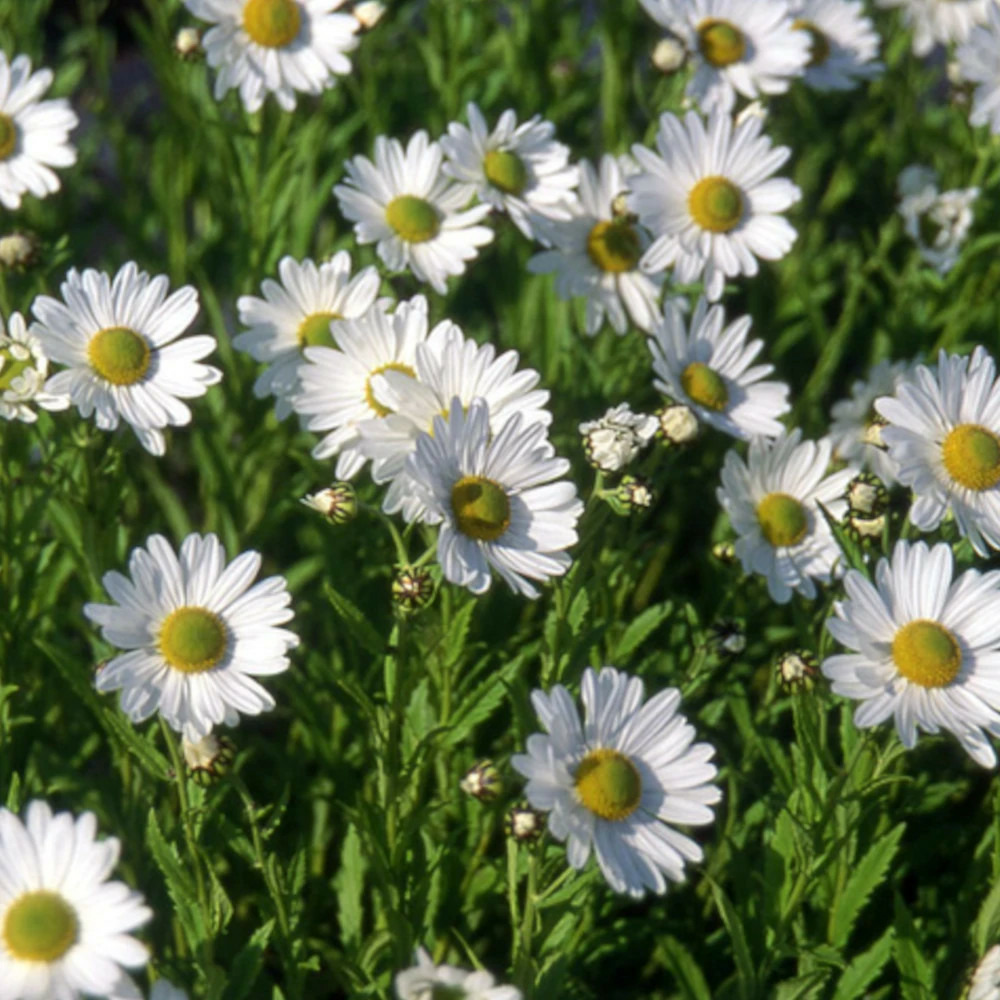 Marguerite d'été herbststern lot de 3 godets