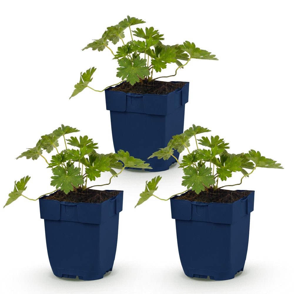 Géranium vivace 'rozanne' - lot de 3 - pot 11 cm - hauteur 25 cm - plante d'extérieur