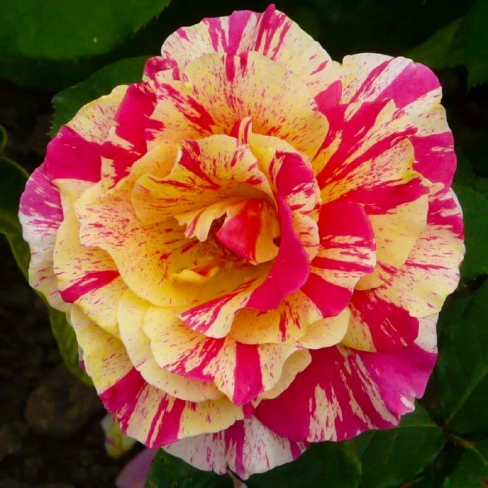 Rosier Grimpant 'Vanille Fraise'…