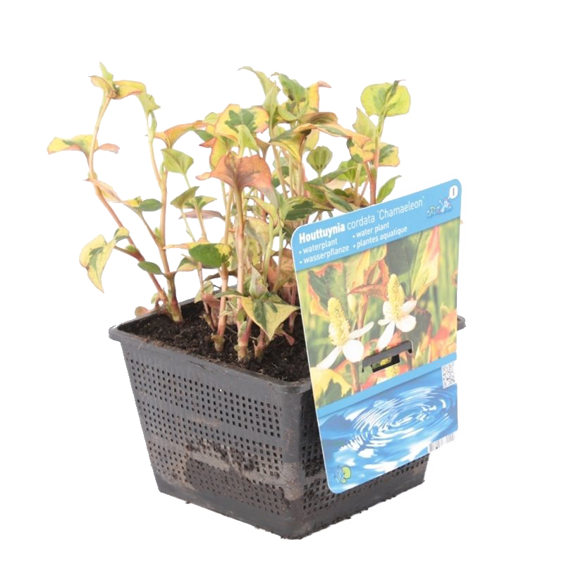 Houttuynia 'caméléon' - plante de bassin en pot de pépinière ⌀18 cm - ↕20-30 cm