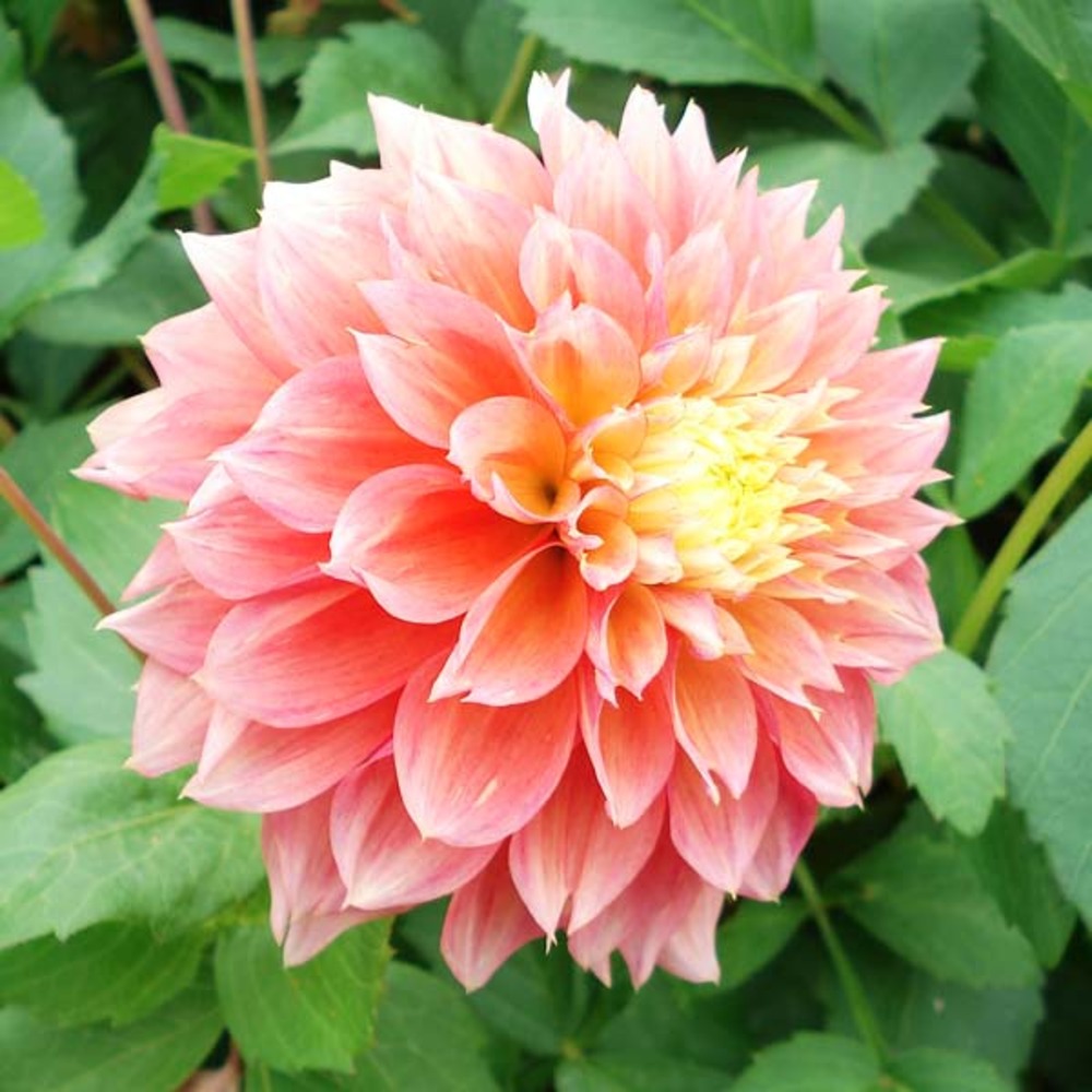 Dahlia décoratif 'kogane fubuki' bulbe calibre i