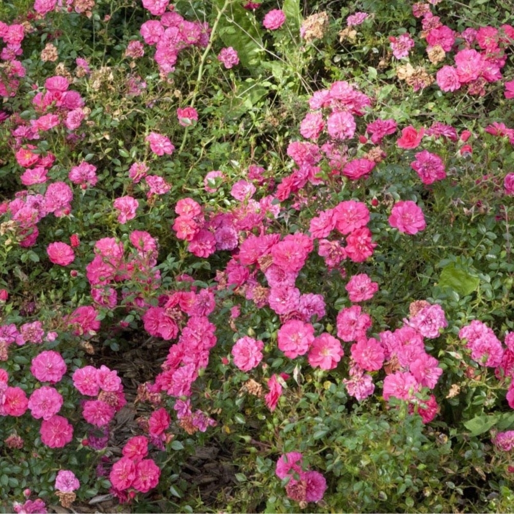 Rosier couvre-sol 'knirps' pot de 3l/4l