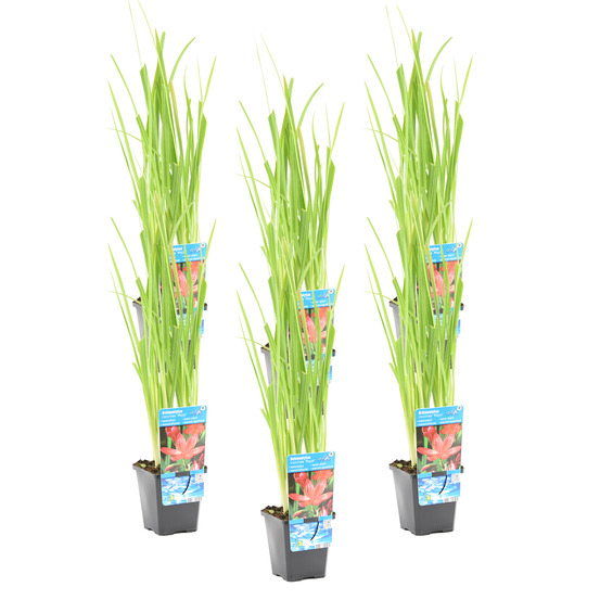 Lot de 6 - schizostylis 'mrs hegarty' - lis des cafres rose - 10-20 cm de haut - pot 9 cm