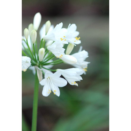Agapanthe 'ever white' - en pot de 3 litres