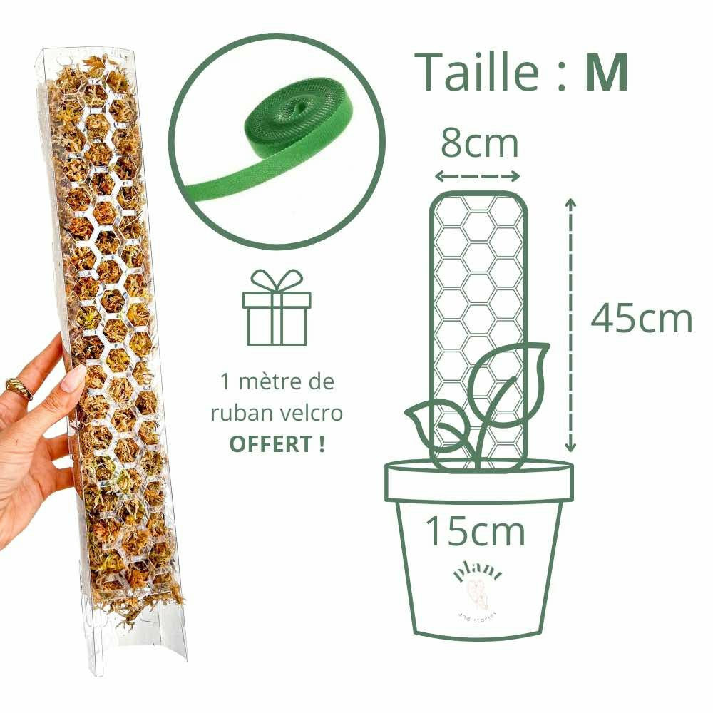 Pack x3 tuteur transparent pour plante + 1m ruban velcro offert - support pour plantes grimpantes - x3 taille m