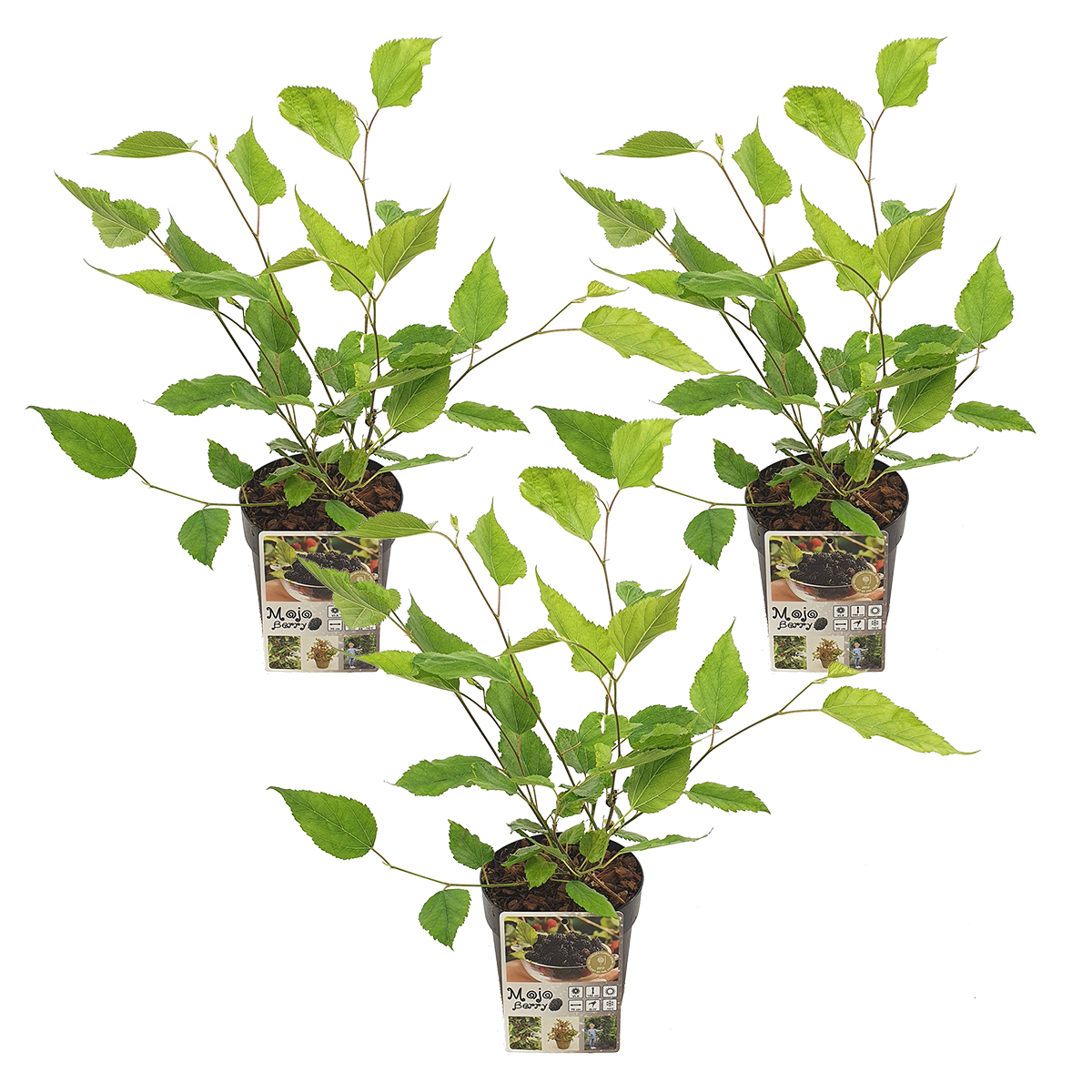Mûrier - morus 'mojo berrie' pour 3 pièces - plante d'extérieur en pot de pépinière ⌀13 cm - ↕15-20 cm