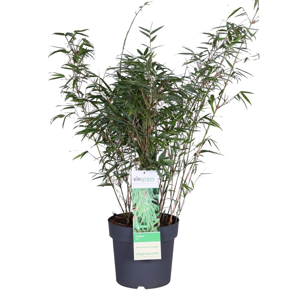 Fargesia rufa - h80 cm - ø23 cm - plantes d'intérieur