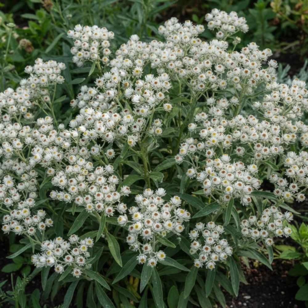 Immortelle de l'himalaya lot de 5 godets