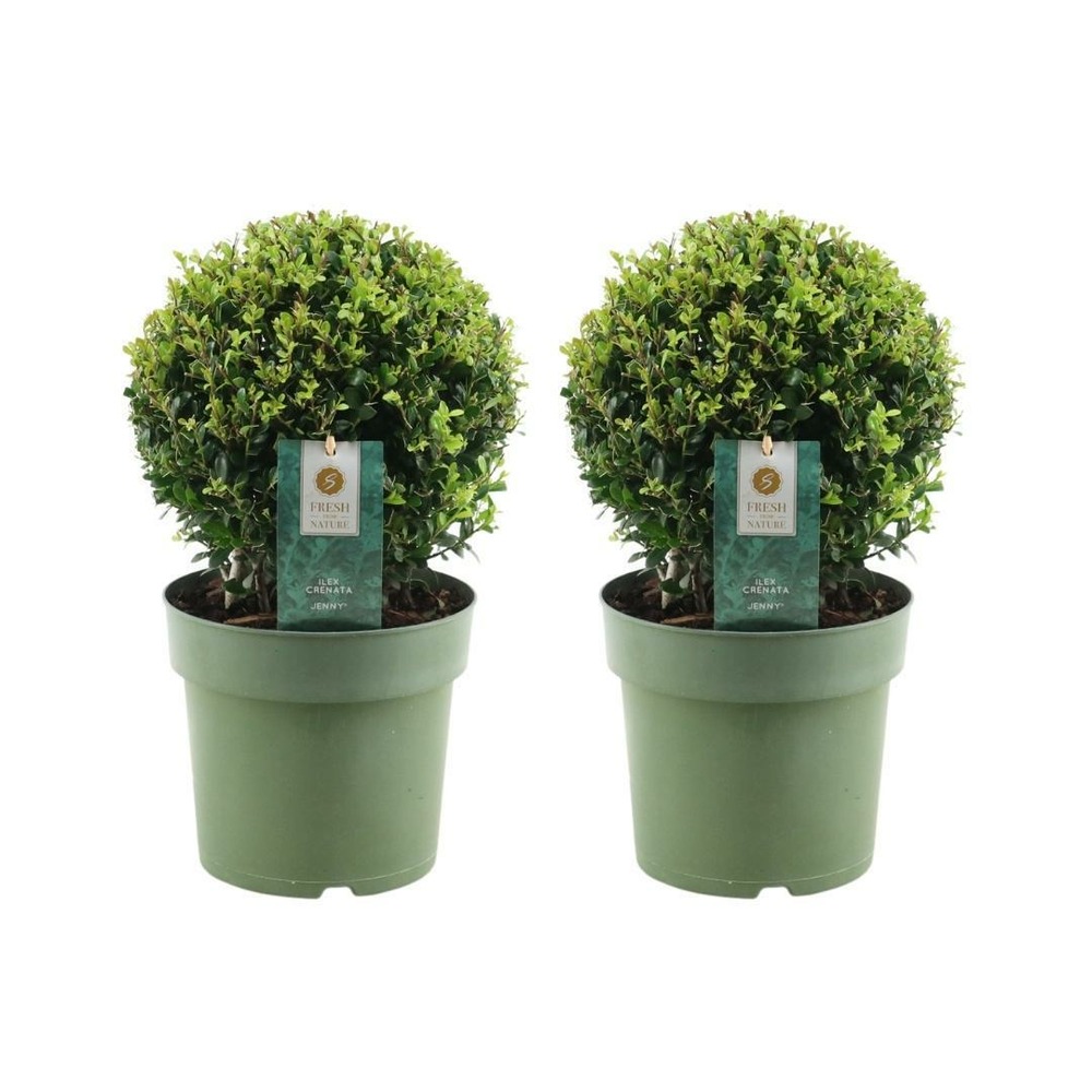 Lot de 2 ilex crenata 'jenny' ø20cm
