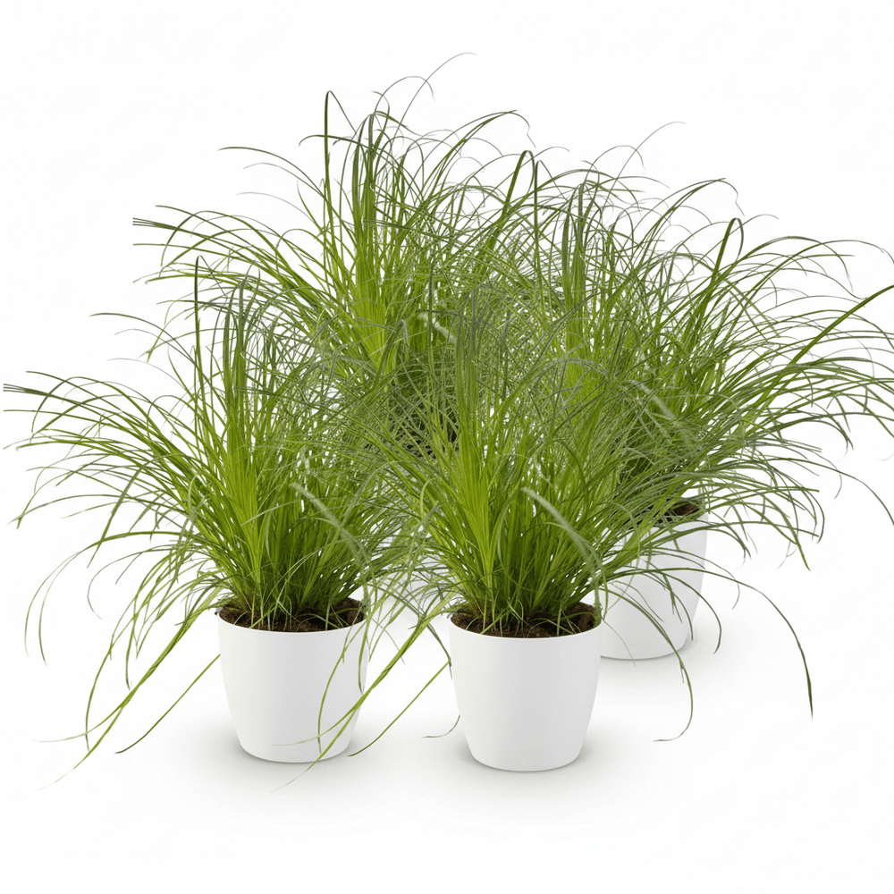Cyperus alternifolius zumula - pet-friendly - pot de 12cm - hauteur 20cm