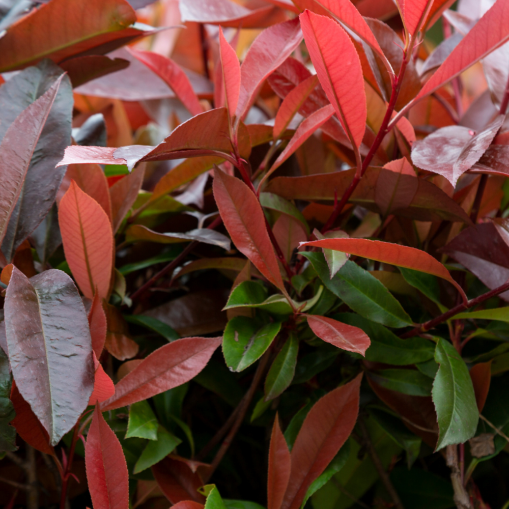 Photinia nain red robin - photinia fraseri red robin 40cm en pot
