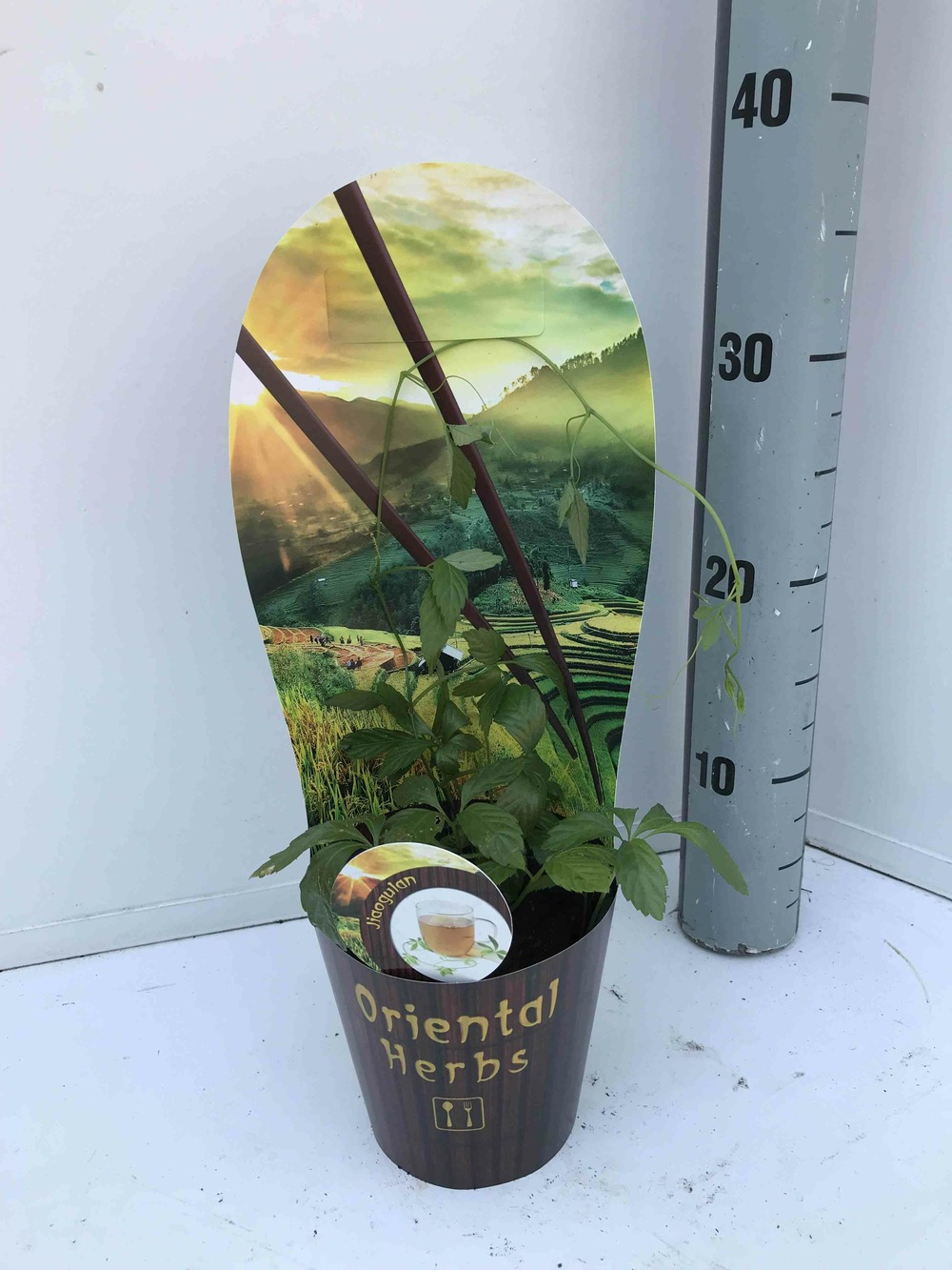 Gynostemma pentaphyllum (jiaogulan, thé de l'immortalité) pot de 1 litre -10/30 cm