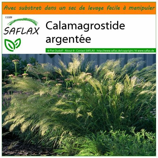 Garden in the bag - calamagrostide argentée - 50 graines - stipa calamagrostis