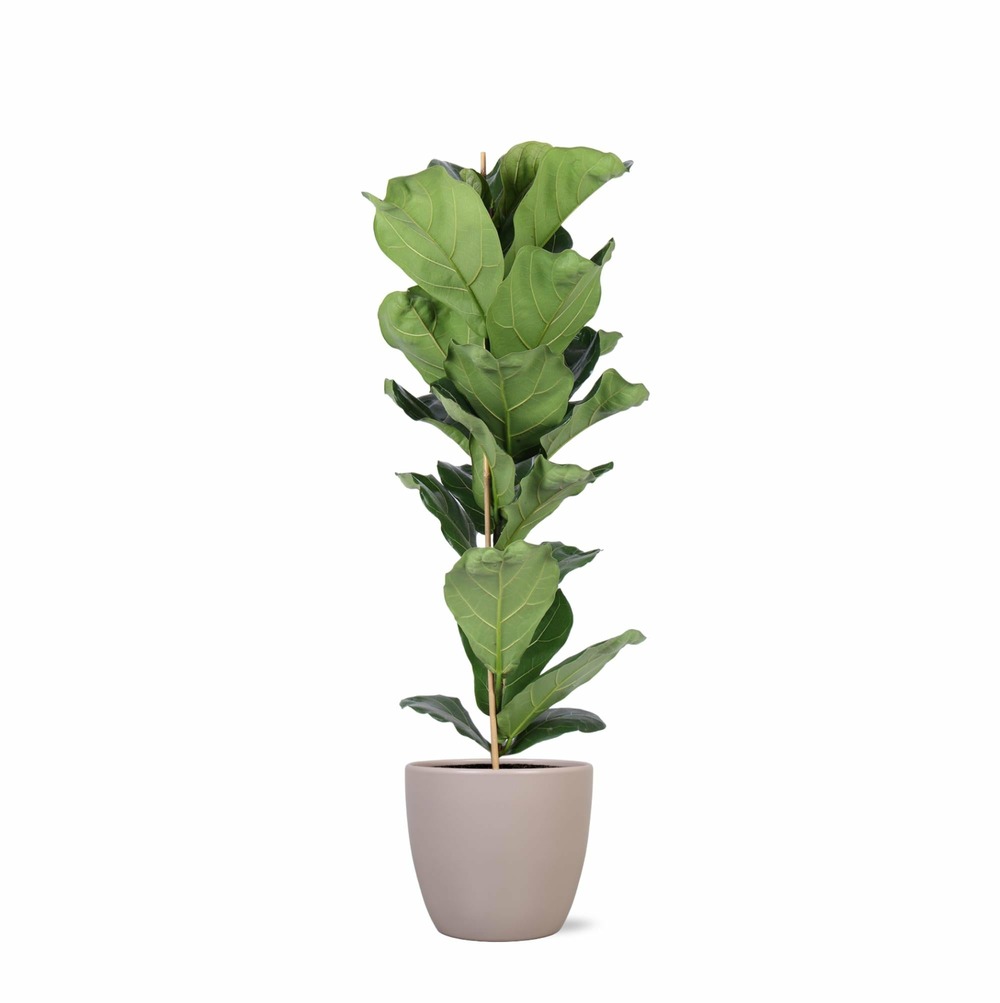 Ficus lyrata et son pot taupe - hauteur 90cm