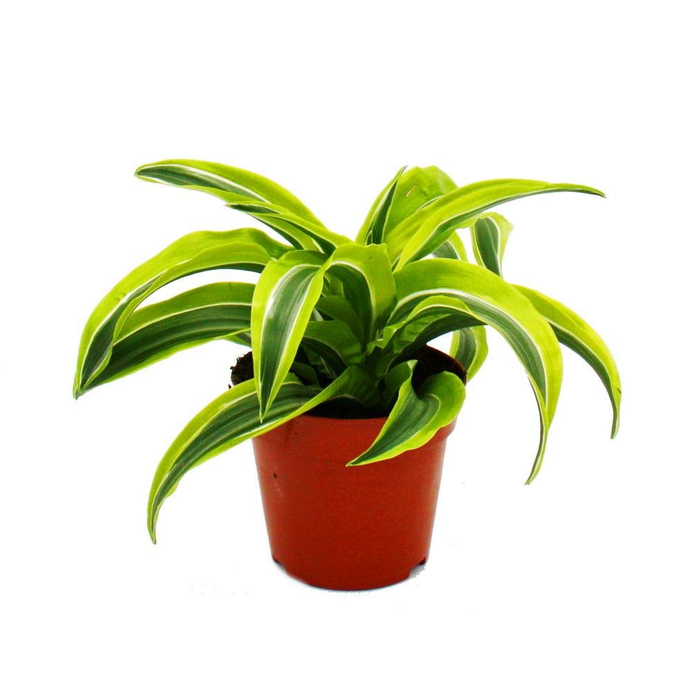 Dragonnier - dracaena deremensis fragrans lemon lime - pot 12cm - feuilles  jaune-vert | Truffaut