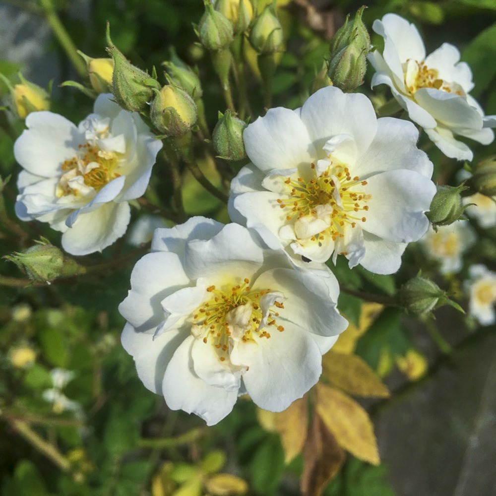 Rosier 'rambling rector' pot de 4l/5l