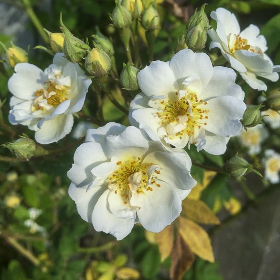 Rosier 'rambling rector' pot de 4l/5l