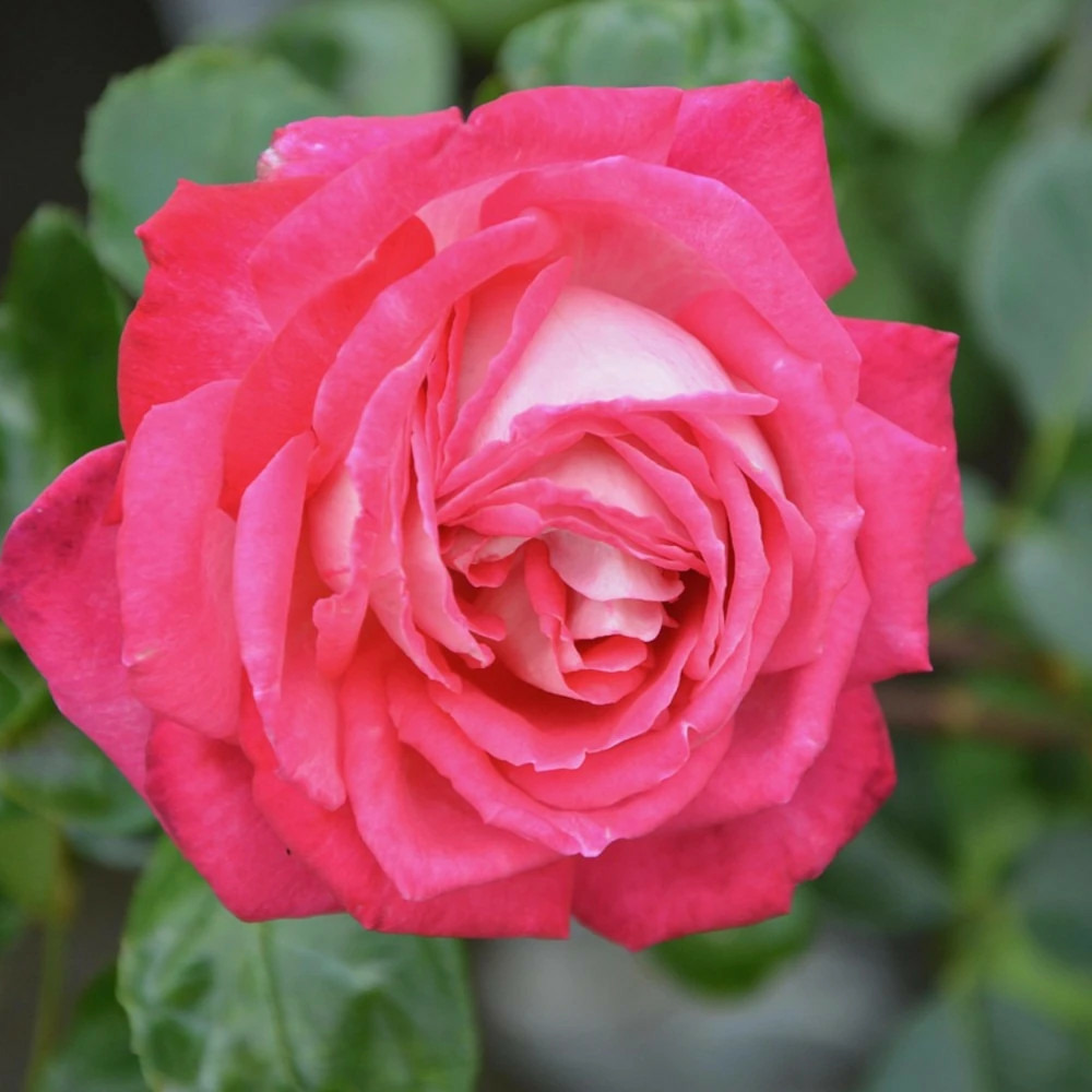 Rosier grimpant la vanoise® parc national® 'korhokhel' pot de 5l - touffe