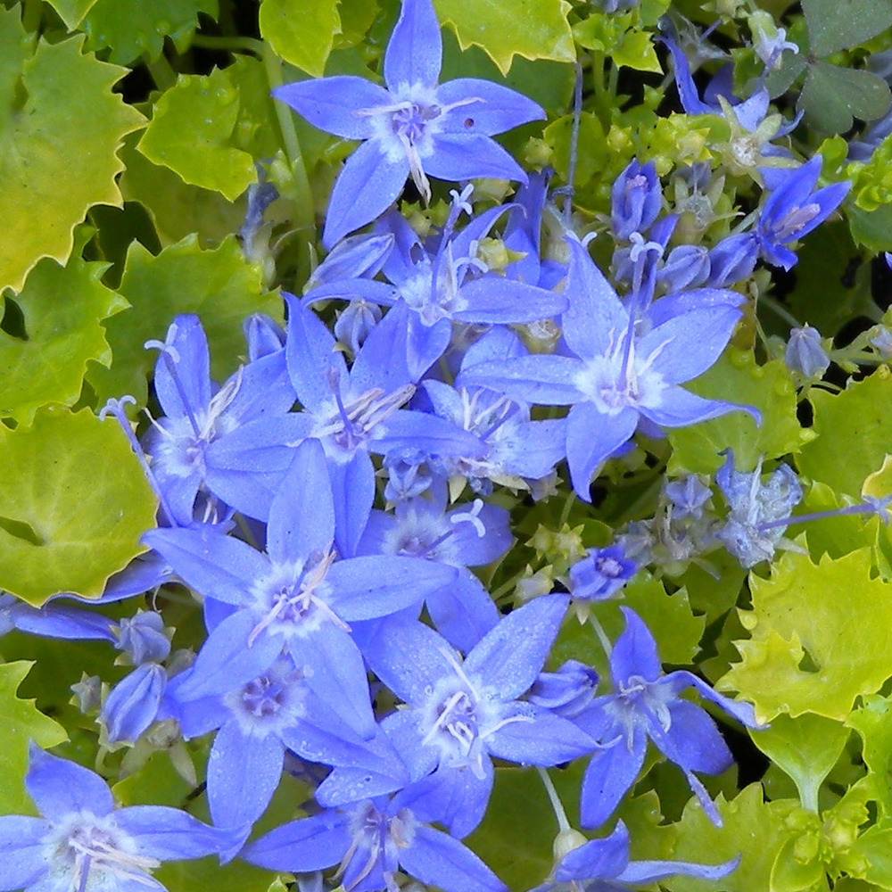 Campanule garganica 'dickson's gold' pot de 2l/3l