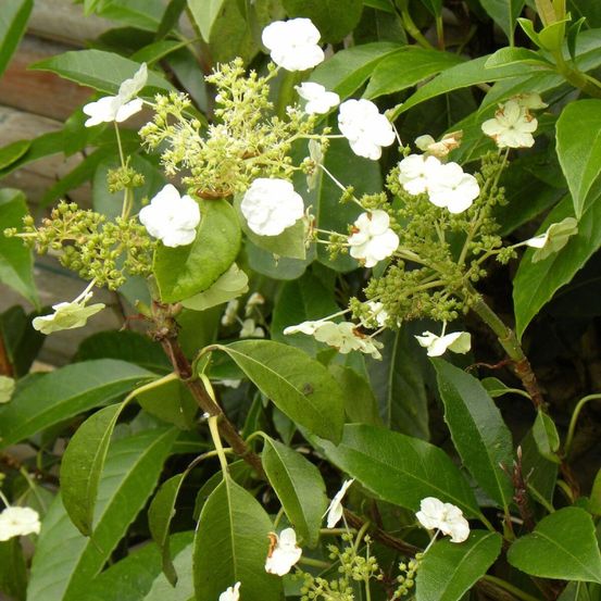 Hortensia grimpant seemanii pot de 1,5l - tuteur bambou 30/60 cm