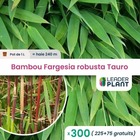 300 x bambou fargesia robusta tauro en pot de 1 l