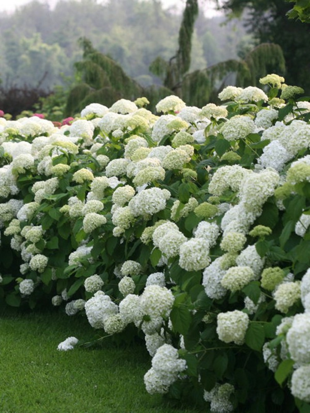 Hortensia de virginie 'annabelle' pot de 3l/4l
