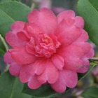 Camellia 'paradise®caroline' :pot 4l