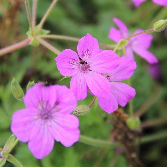 6 x érodium de manesceau - erodium manescavii - godet 9cm x 9cm