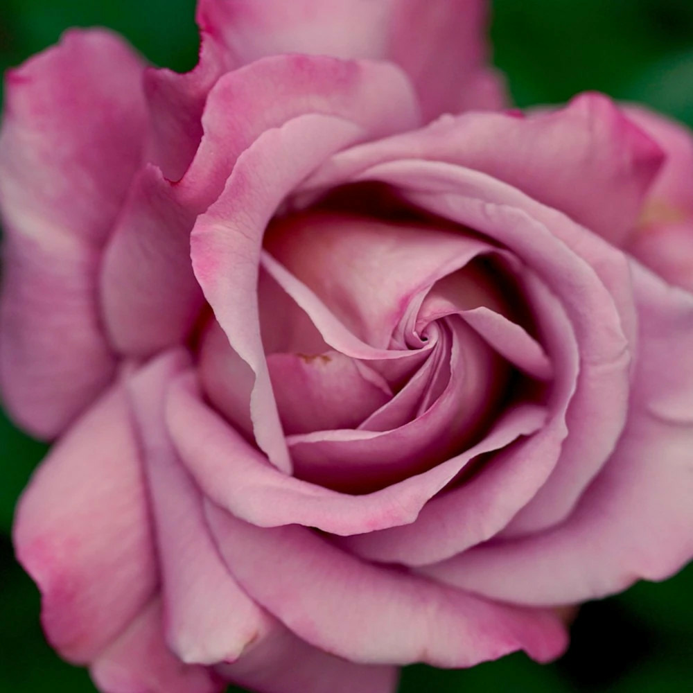 Rosier arbustif alexandra david neel® 'deldentros' pot de 3l - touffe