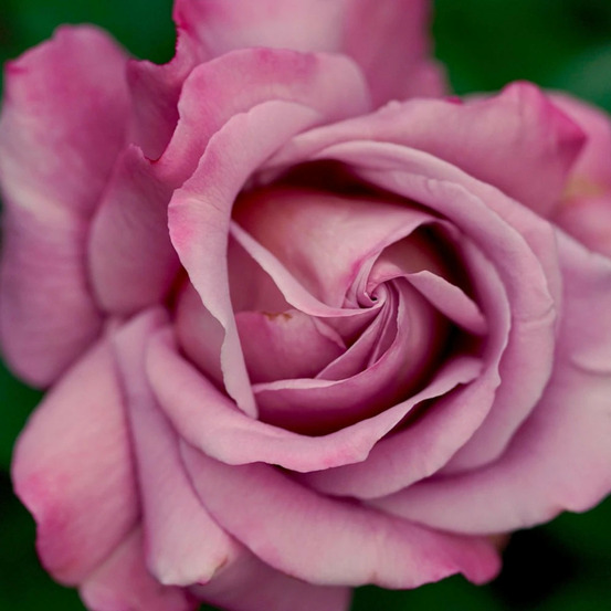 Rosier arbustif alexandra david neel® 'deldentros' pot de 3l - touffe