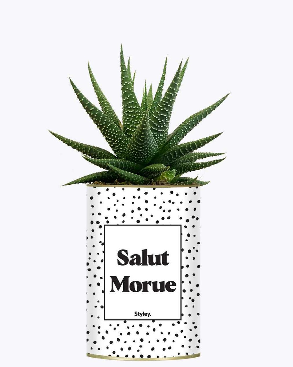 Plante facile à entretenir - salut morue - cactus