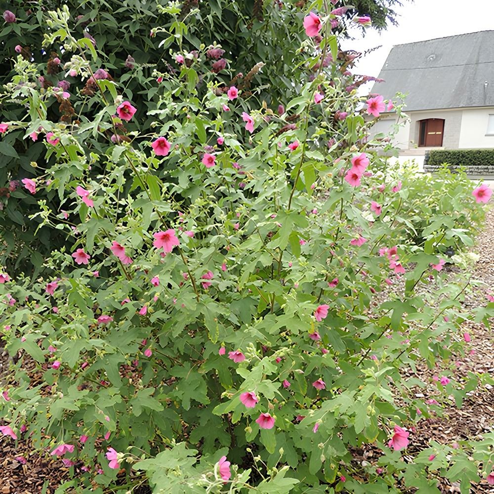 Mauve du cap el rayo - le pot / 2l / hauteur livrée 20-30cm