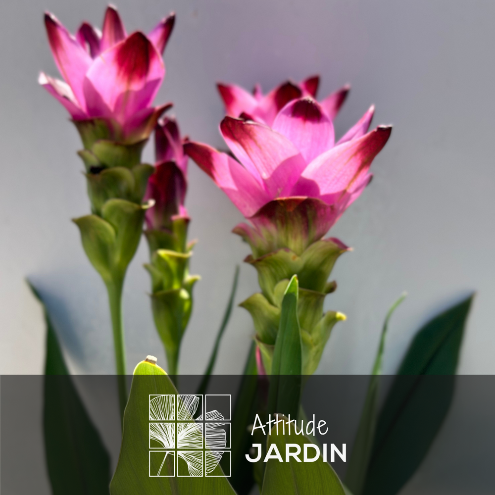 Curcuma alismatifolia - curcuma d'ornement -  70-80 cm -  16 cm - plante d 'intrieur | Truffaut