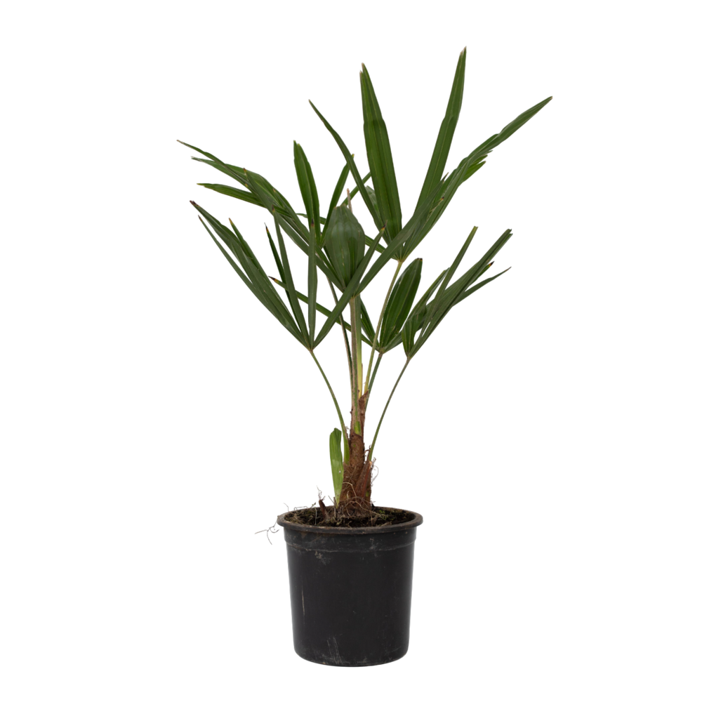 Palmier de chine - set de 4 - trachycarpus fortunei - hauteur 35-45cm - ⌀15cm